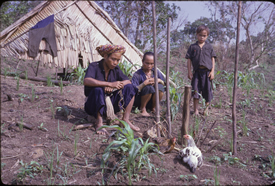 A Rungus Man performing a sacrifice of chickens to the rice spirits of the domestic family in their swidden.